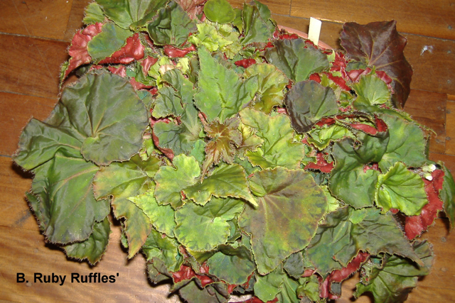 B. ‘Ruby Ruffles’